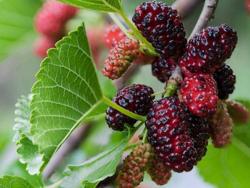 Шелковица купить саженцы из питомнике в Мурманске