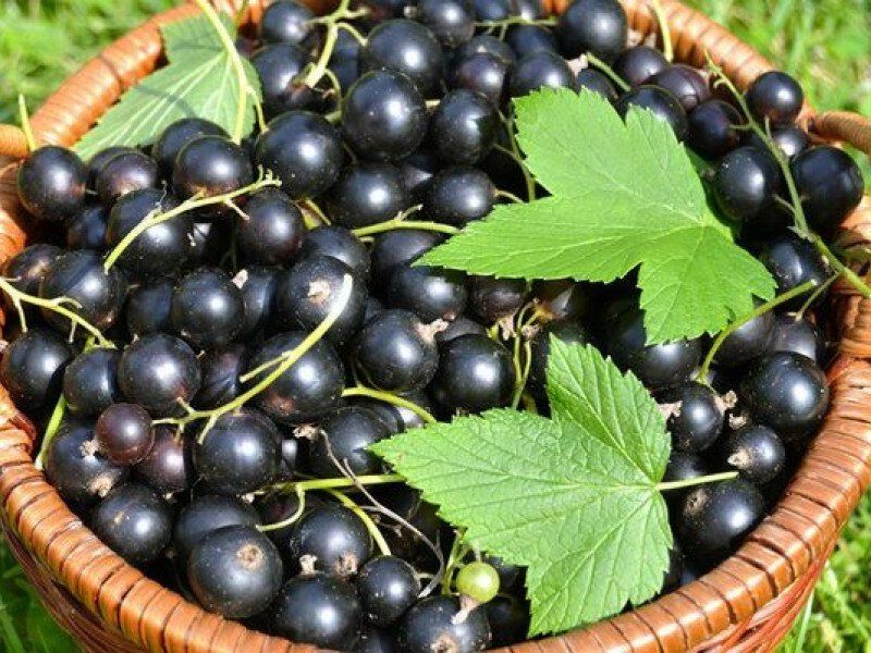 Смородина купить саженцы из питомника в Мурманске