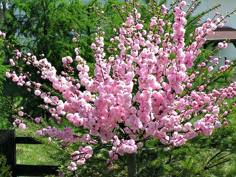 Миндаль купить саженцы из питомника в Мурманске