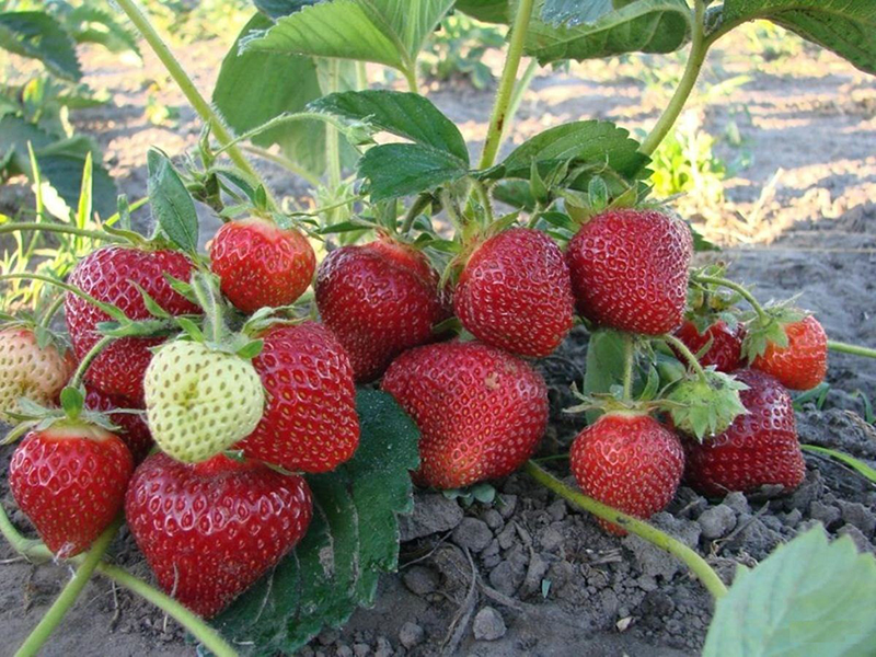Клубника купить саженцы из питомника в Мурманске