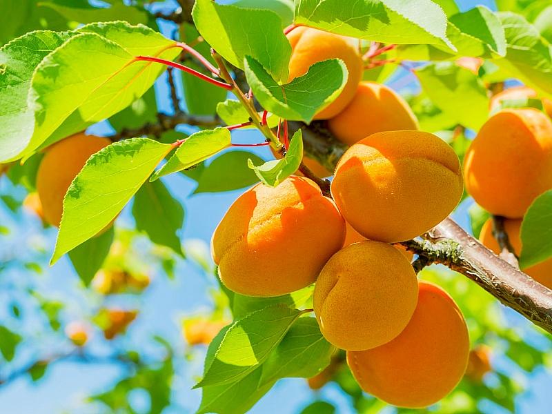 Абрикос купить саженцы из питомнике в Мурманске
