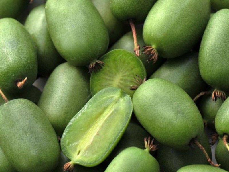 Актинидия купить саженцы из питомнике в Мурманске