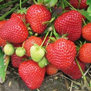 Клубника "СИМФОНИЯ" (7шт.)