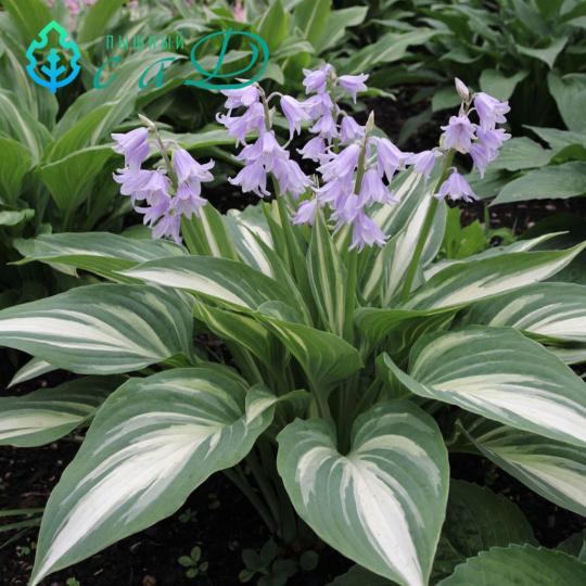 Хоста "ХАНС"