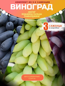 Виноград  комплект 3шт Аватар, Ламборджини, Ведьмины пальцы